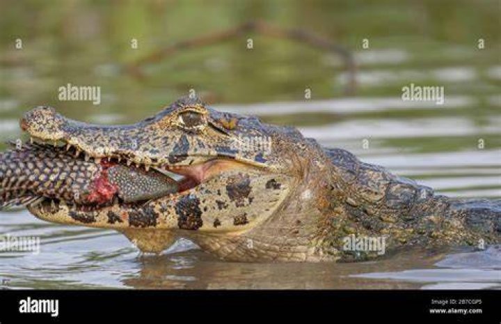 Caiman is eating someone's head.