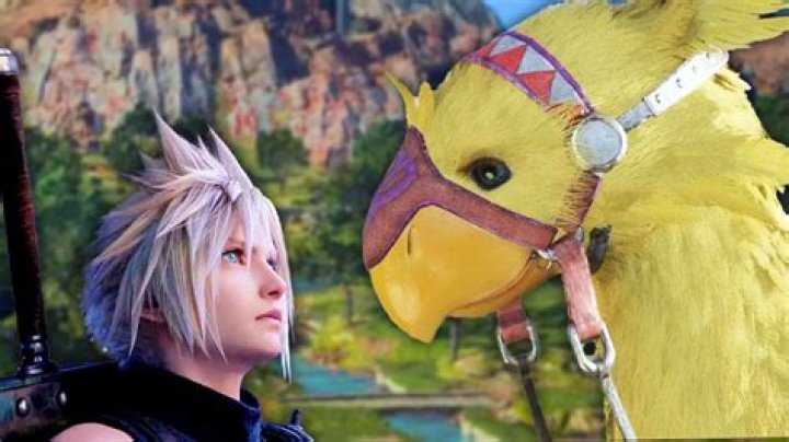 Chocobos