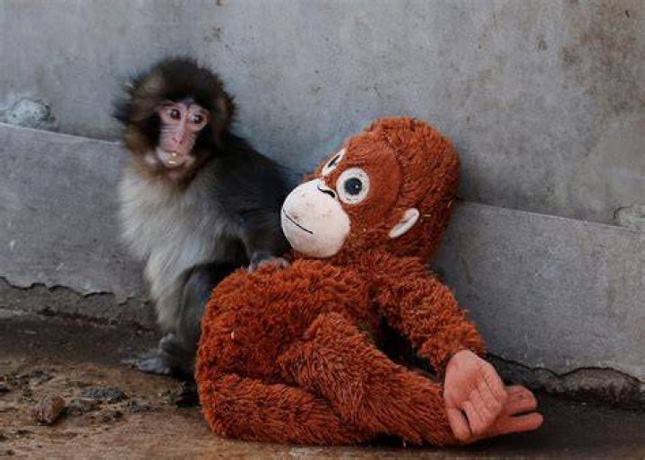 Does Crystal the monkey get paid? – Celebrity