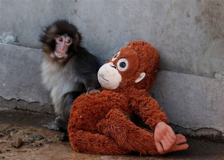 Does Crystal the monkey get paid?