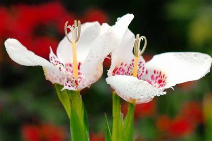 Tiger Flowers