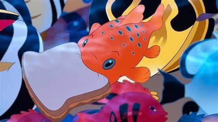 What Is Pudge the fish? – Celebrity