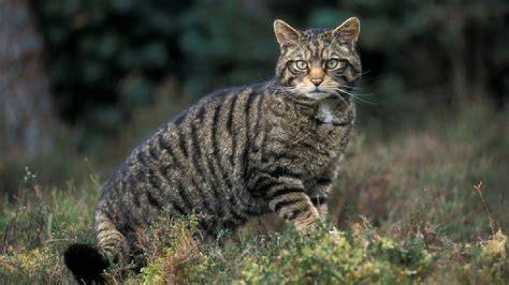 Wildcat Wildcat